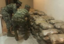 Ejército asegura casi dos toneladas de mariguana en Tijuana