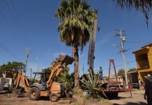 TRASPLANTARÁN VEGETACIÓN DE BULEVAR PASEO LAS PALMAS A OTROS SITIOS DE LA CIUDAD