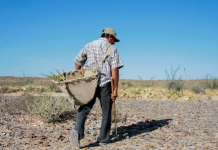 ALERTAN SOBRE POSIBLE DESABASTO DE FRIJOL POR SEQUÍA
