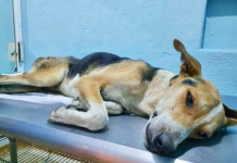 ATIENDE SALUD MUNICIPAL Y FISCALÍA PROBABLE CASO DE MALTRATO ANIMAL imagen de archivo