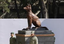 Develan monumento en honor a Proteo, perro rescatista que murió en Turquía