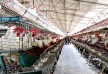 PRIMER CASO DE GRIPE AVIAR EN GRANJA DE CAJEME