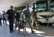 REALIZAN SSPM Y MARINA OPERATIVO CON BINOMIO CANINO EN LA CENTRAL DE AUTOBUSES DE CD.OBREGÓN