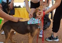 RECOMIENDAN APLICAR MEDIDAS DE PREVENCIÓN CONTRA LA RICKETTSIOSIS