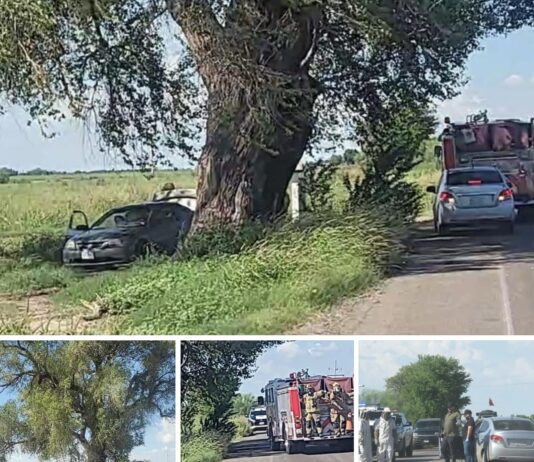 Abejas acaban con la vida de un adulto en el Valle del yaqi