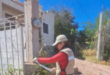REFUERZA SALUD SONORA PREVENCIÓN DEL DENGUE MEDIANTE OVITRAMPAS