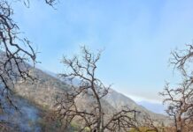 CEPC coordina esfuerzo de más de 100 combatientes forestales en Tarachi