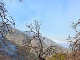 CEPC coordina esfuerzo de más de 100 combatientes forestales en Tarachi