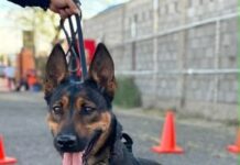 Unidad K-9 fortalece la captura de objetivos prioritarios y el combate al delito en Sonora