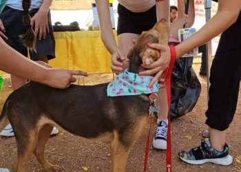 RECOMIENDAN APLICAR MEDIDAS DE PREVENCIÓN CONTRA LA RICKETTSIOSIS