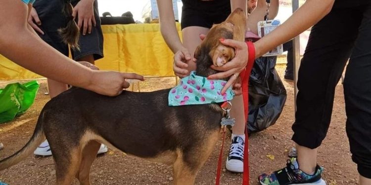 RECOMIENDAN APLICAR MEDIDAS DE PREVENCIÓN CONTRA LA RICKETTSIOSIS