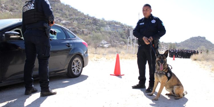 Recibe Policía Estatal certificación especializada para la unidad K-9