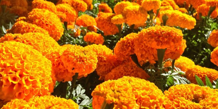 Cempasúchil: símbolo ancestral que guía a las almas en el Día de Muertos