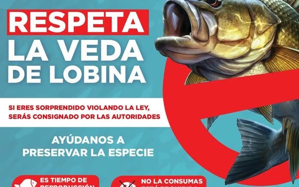 AYUNTAMIENTO DE CAJEME INFORMA SOBRE LA VEDA DE LOBINA
