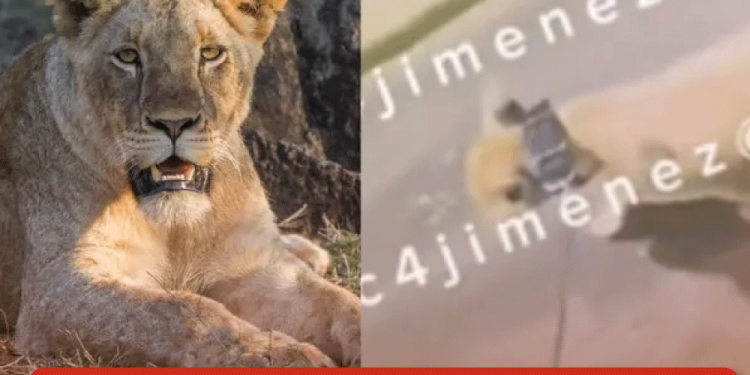 Niegan visa de trabajo a Óscar Maydon en EE.UU: ¿Cancelará su gira?