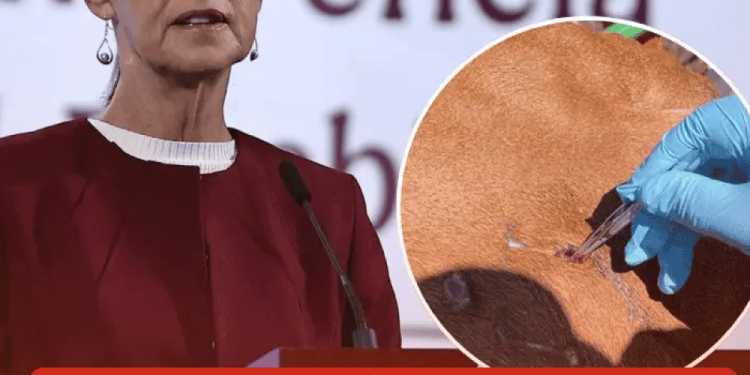 Aumenta sarampión un 300% en Cajeme