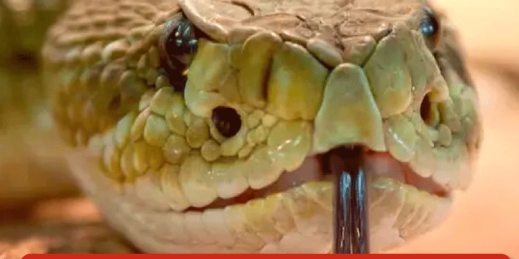 Vaticano apagará la telefonía móvil para aislar el cónclave