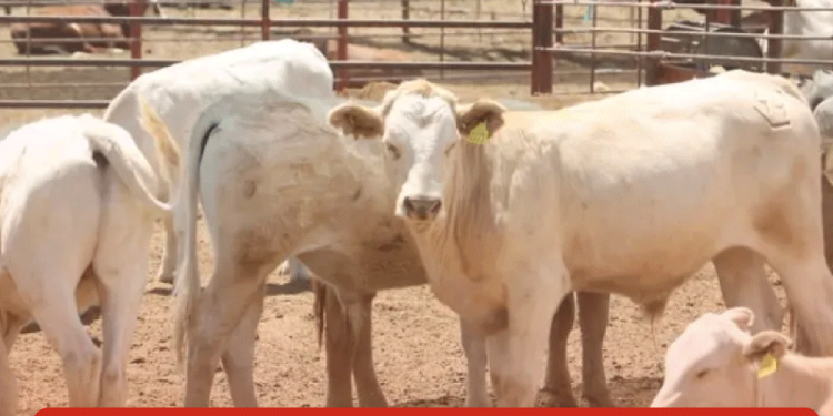 Distritos del Yaqui y Mayo serán apoyados en tecnificación y sequía
