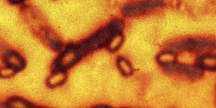 Anuncian centro aeronáutico en Obregón; generará 3 mil empleos