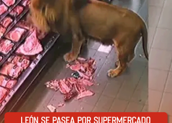 Arranca Croquetón 2025 en Ciudad Obregón