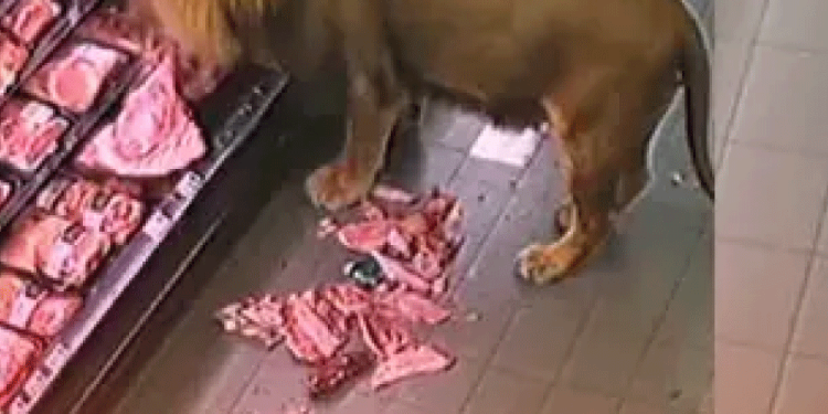 Arranca Croquetón 2025 en Ciudad Obregón