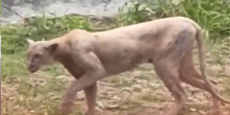 Celebran el cumpleaños de la presidenta Claudia Sheinbaum
