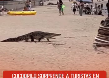 Hallan restos de nave de SpaceX en Tamaulipas; presentarán denuncia