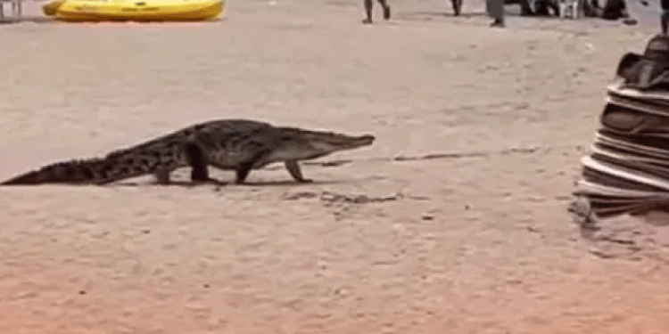 Hallan restos de nave de SpaceX en Tamaulipas; presentarán denuncia