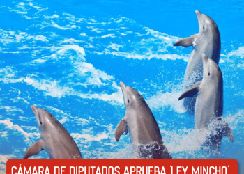 Estas son las severas acusaciones de maltrato animal de AimeP3