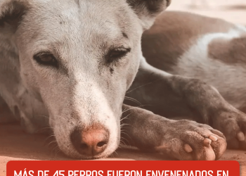 más de 45 perros fueron envenenados en San Luis Potosí y se investiga el caso