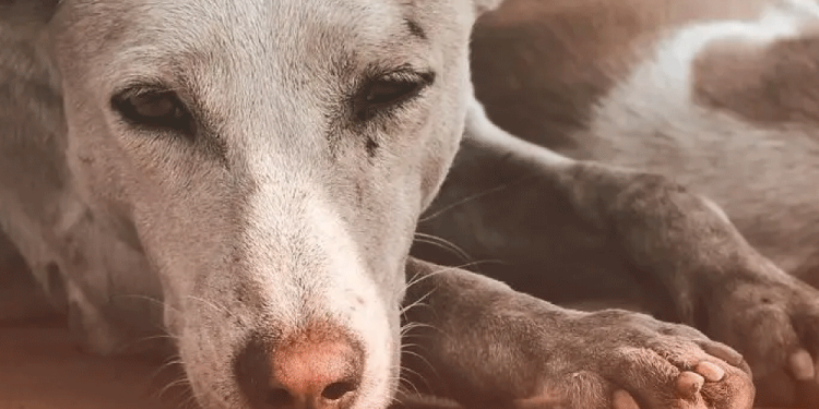 más de 45 perros fueron envenenados en San Luis Potosí y se investiga el caso