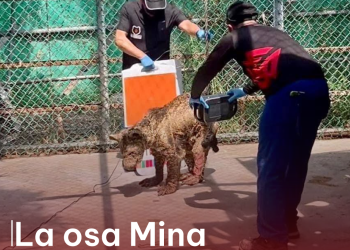 La osa Mina ya se encuentra tratada por especialistas