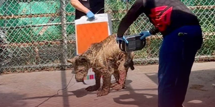 La osa Mina ya se encuentra tratada por especialistas