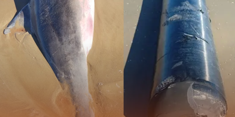 Defensa de Christian Nodal afirma que cumple con obligaciones