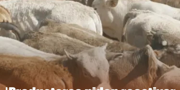 Urge reanudar importaciones de reses mexicanas en Texas