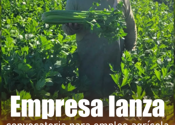 Subió a un poste de luz al huir de la policía, termina electrocutado