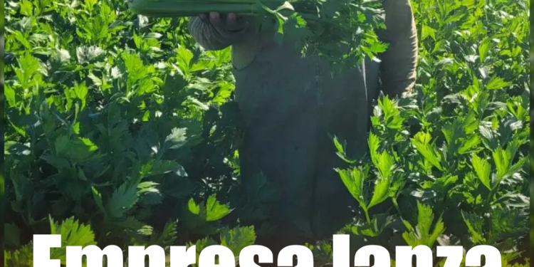 Subió a un poste de luz al huir de la policía, termina electrocutado