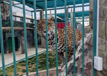 BBVA México regalará licencias de ChatGPT Go a sus 34 millones de clientes