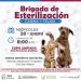 Brigada de Esterilización Canina y Felina en Cajeme
