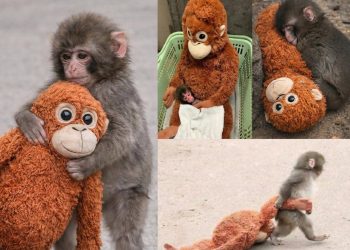 Monito japonés encuentra consuelo en su inseparable peluche