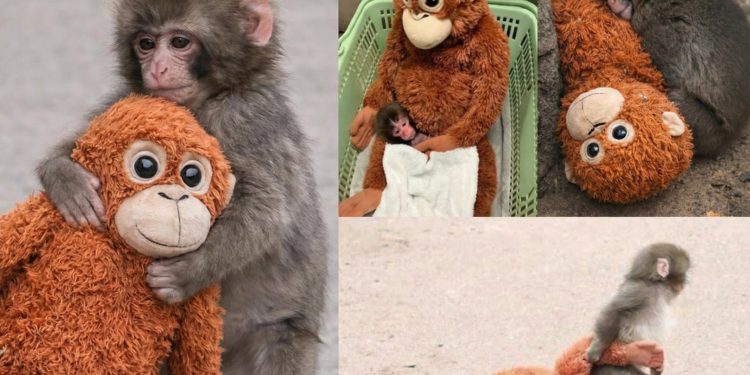 Monito japonés encuentra consuelo en su inseparable peluche