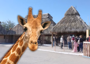 ¡Llega nueva jirafa al Centro Ecológico de Sonora!