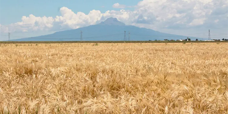 Germán Valenzuela alerta sobre posible caída en la producción de trigo en México