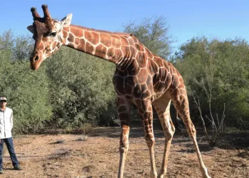 Centro Ecológico de Sonora informa horarios para visitar a su jirafa