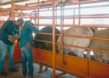 Sagarhpa mantiene vigilancia por gusano barrenador en Sonora