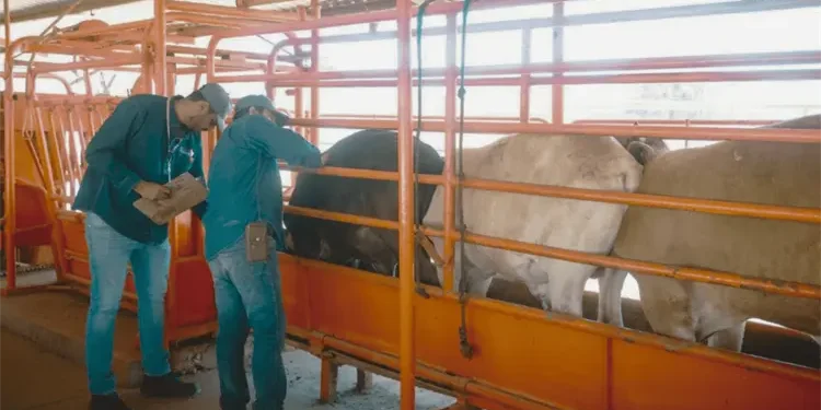 Sagarhpa mantiene vigilancia por gusano barrenador en Sonora