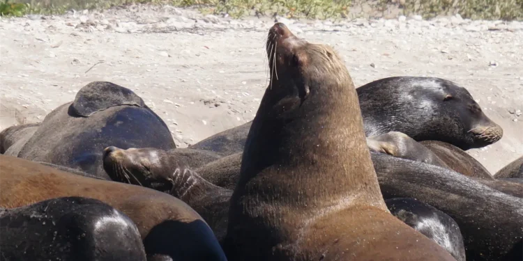 BAHÍA DE LOBOS, REFUGIO NATURAL DE LOBOS MARINOS EN SONORA