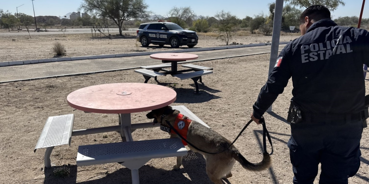 Olfato que protege: Binomio K-9 de la PESP obtiene resultado positivo en inspección preventiva