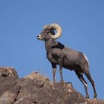 Es conocido como borrego del des