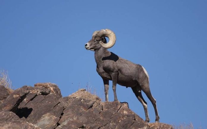 Es conocido como borrego del des